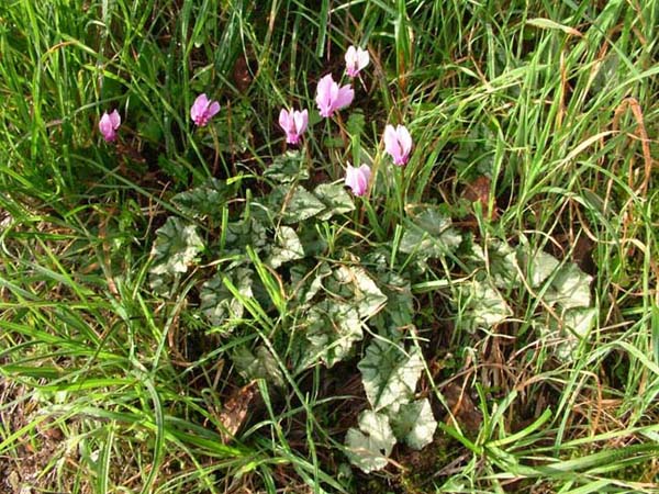 Cyclamen hederifolium / Ciclamino napoletano